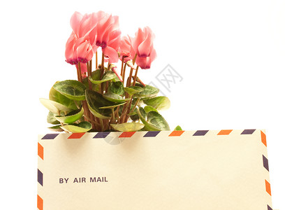 烟花植物群邮件花瓣礼物花园仙客美丽花束植物叶子高清图片