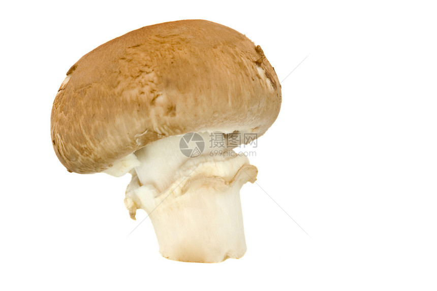 蘑菇栗子白色食物伞菌图片