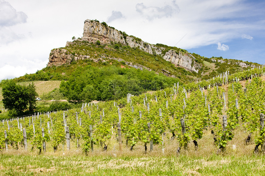 与葡萄园 法国伯根迪葡萄岩层岩石农场构造藤蔓饲养种植者国家酒业图片