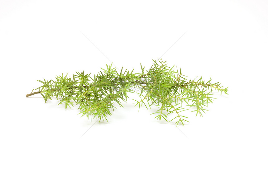云杉枝白色松树植物绿色图片