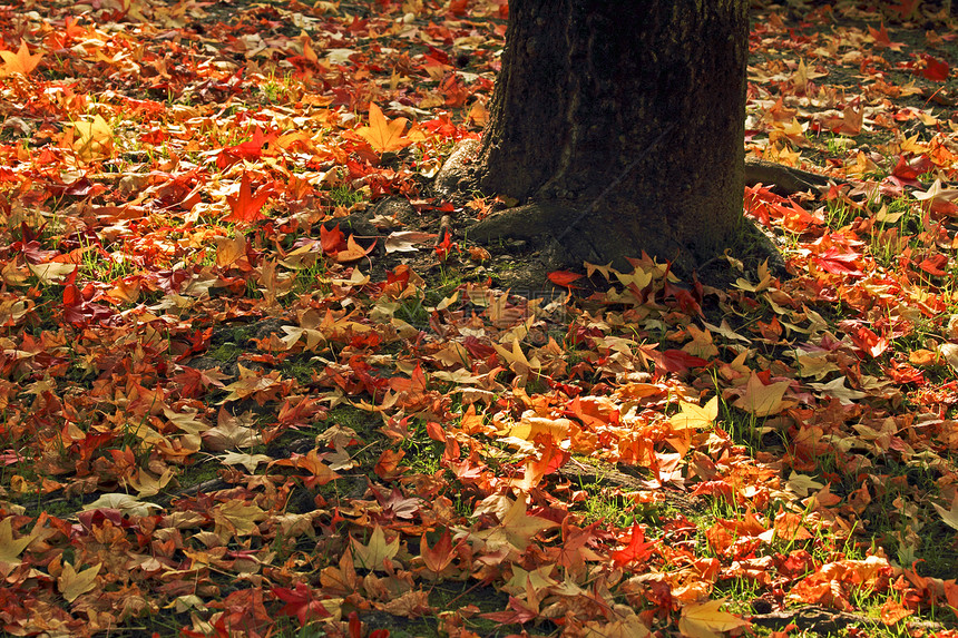 秋季木头高山植物季节性季节红色森林树木公园叶子图片