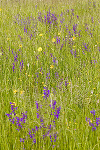 鲜花中草原植物学表面花朵季节野花植物群外观背景绿色草地背景图片