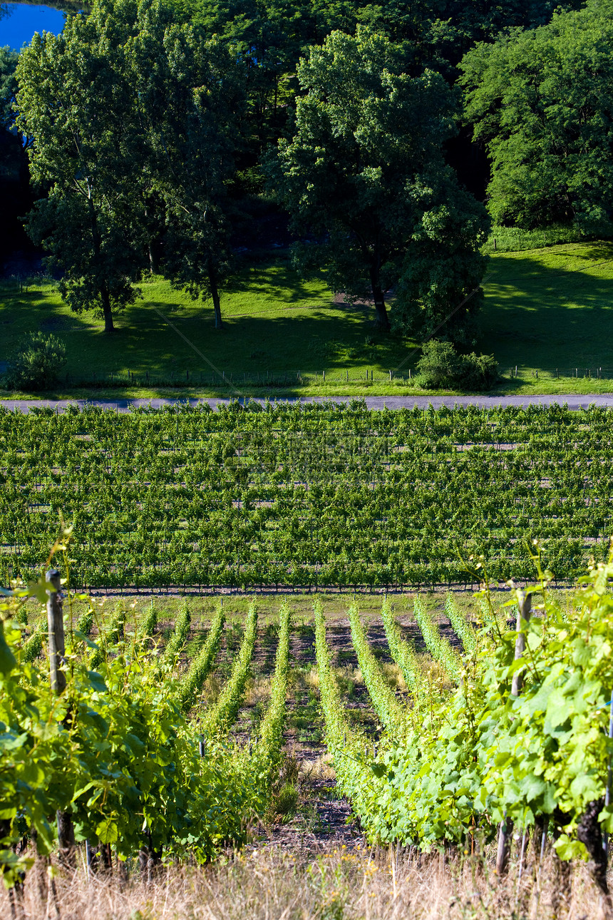 法国阿尔萨斯州丹大cru葡萄园生长种植者葡萄酒业农村植物群植物学栽培作物外观图片