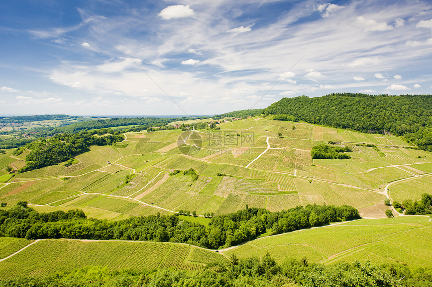 沙隆城堡附近的葡萄园 Jura区农业植物学种植国家旅行生产栽培种植者风景农村图片