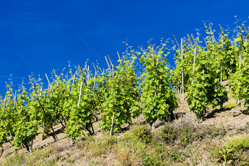 法国罗昂阿尔卑斯 科特罗蒂培育植物群酒业种植者种植藤蔓生长饲养葡萄农村图片