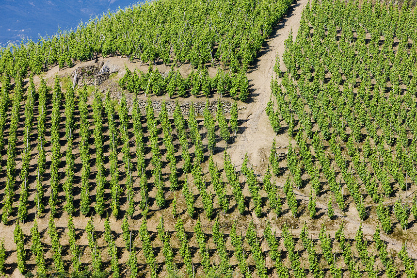 法国罗昂阿尔卑斯 科特罗蒂风景葡萄农村酒业栽培培育饲养旅行国家种植者图片