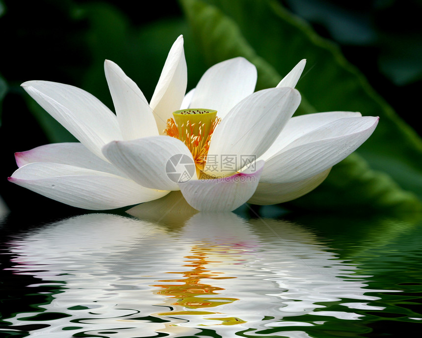 莲花池塘花瓣飞行红色黑色绿色植物植物黄色反射图片