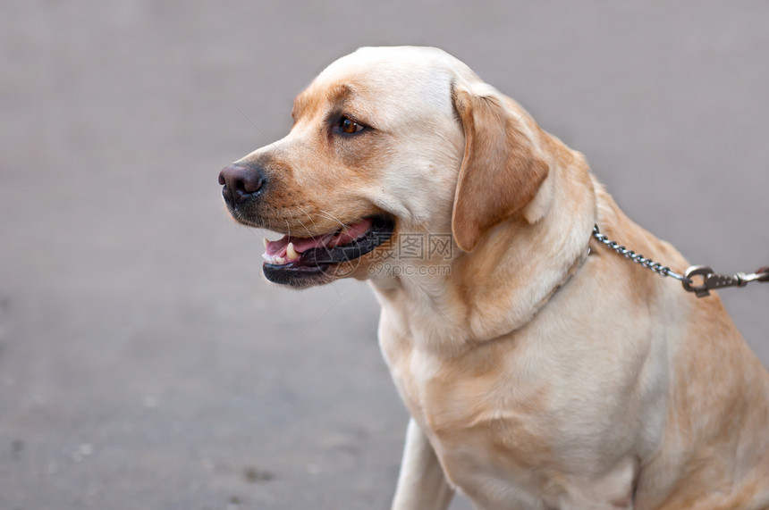 寻回狗狗展示朋友羊毛犬类伴侣毛皮哺乳动物男性血统眼睛图片