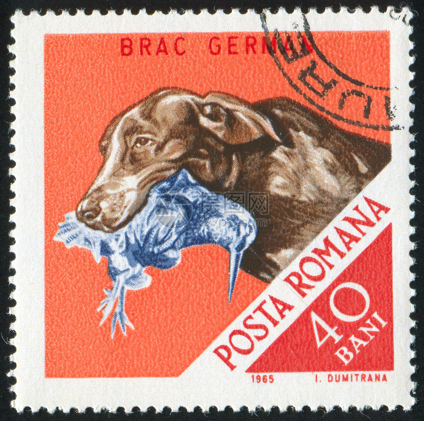 猎犬明信片邮戳海豹邮件历史性古董动物眼睛打猎犬类图片