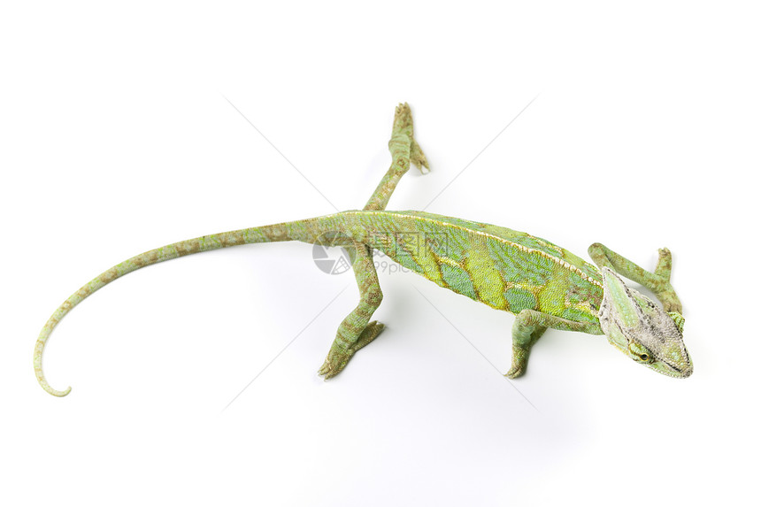 美丽的变色素纹理脊椎动物叶子红色绿色效果蜥蜴动物颜色爬虫图片