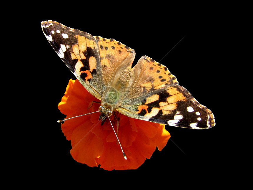 蝴蝶生活叶子蜜蜂昆虫橙子黄色植物水平宏观花瓣图片