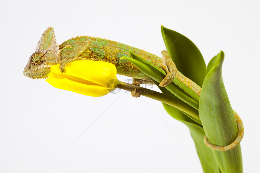 变色素效果爬虫蜥蜴叶子颜色动物色彩纹理脊椎动物主题图片