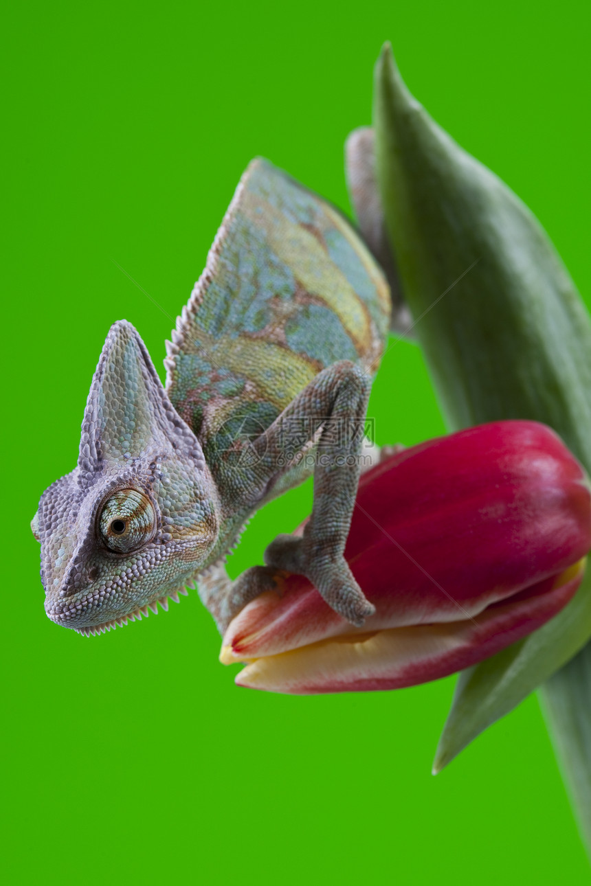 美丽的变色素爬虫红色颜色动物脊椎动物纹理叶子蜥蜴绿色主题图片