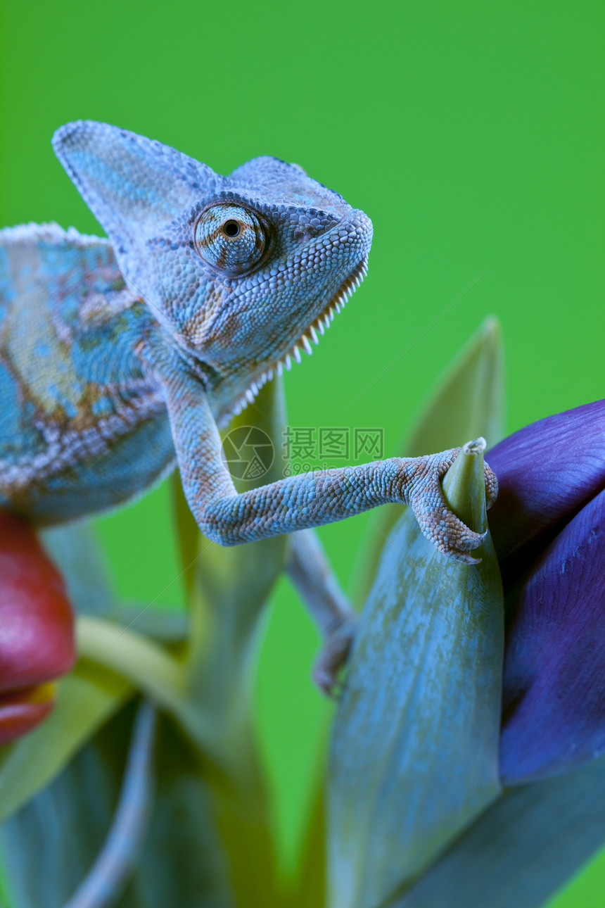美丽的变色素脊椎动物色彩纹理效果主题绿色红色蜥蜴动物爬虫图片