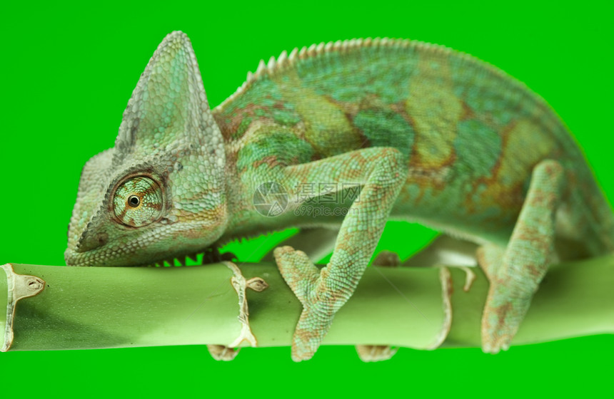 美丽的大变色素绿色爬虫纹理叶子脊椎动物红色色彩竹子颜色蜥蜴图片