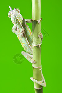 美丽的变色素竹子叶子主题效果蜥蜴脊椎动物动物颜色绿色纹理背景图片
