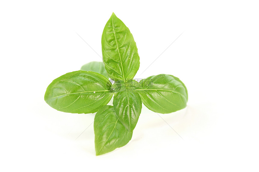 巴西尔沙拉白色绿色芳香维生素叶子草药美食食品味道图片