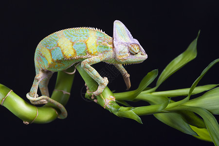 美丽的变色素红色动物爬虫主题效果纹理颜色叶子色彩绿色背景图片