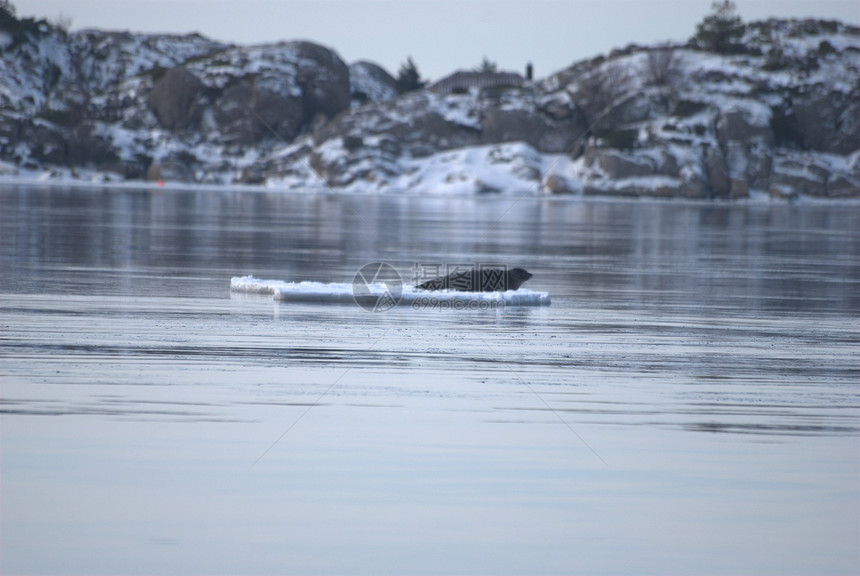 冰面上的海豹图片
