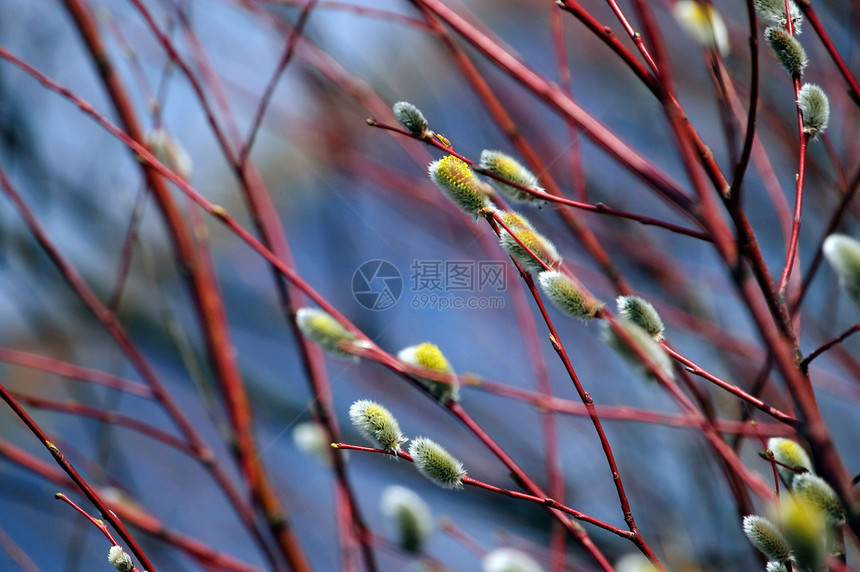 普西柳树灰色框架边界花束季节白色植物美丽宏观图片