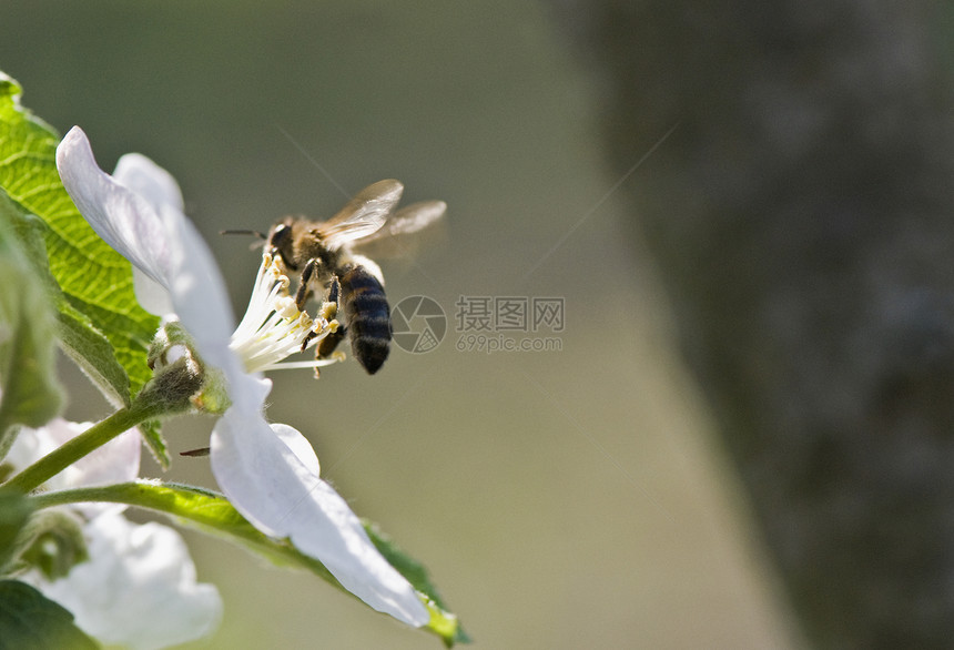 收集蜜蜂花粉樱花飞行昆虫植物群叶子传粉者花蜜蜂房食物花园图片
