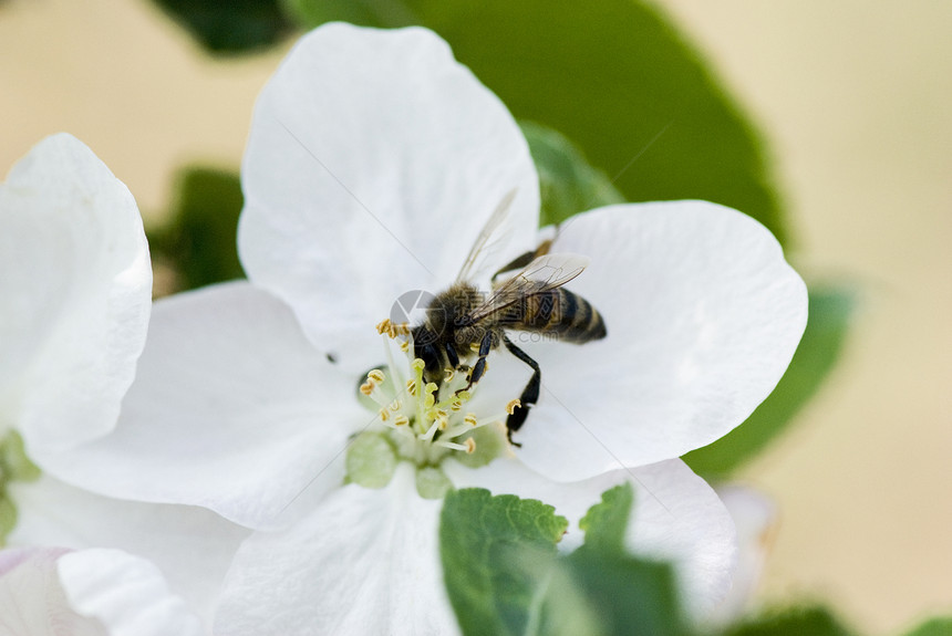 在春天花上采集花粉的蜜蜂樱花叶子植物昆虫传粉者食物漏洞航班树叶植被图片