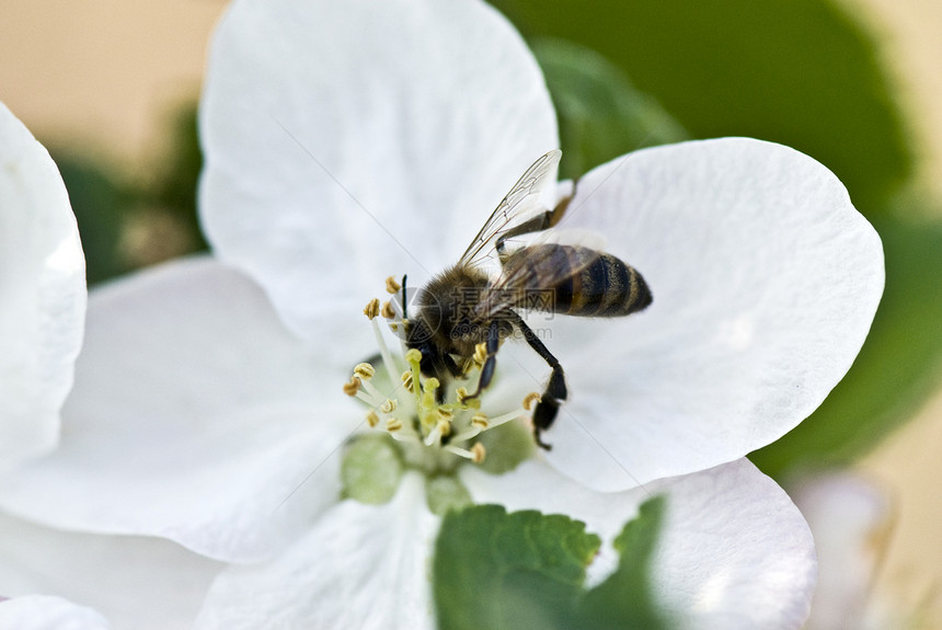 在春天花上采集花粉的蜜蜂漏洞树叶樱花植被植物昆虫蜂房蜂蜜食物传粉者图片