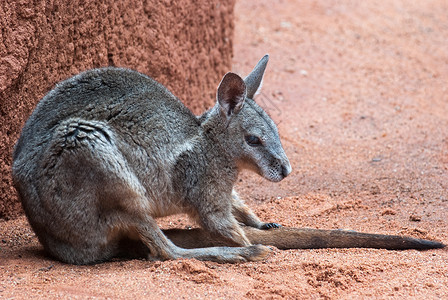 澳大利亚袋鼠荒野耳朵红色动物园野生动物棕色领土生物毛皮哺乳动物背景图片