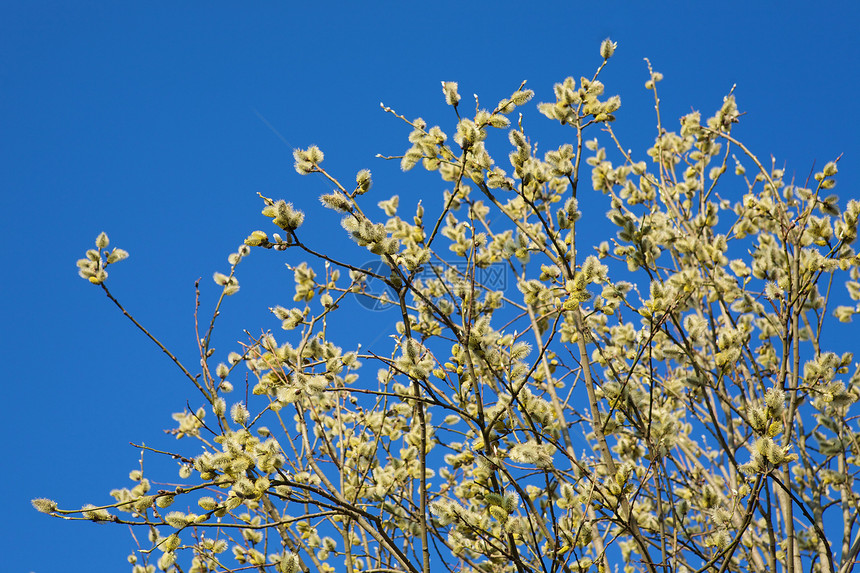 山地柳柳絮季节柳属植被美丽植物环境植物群树枝戒指图片
