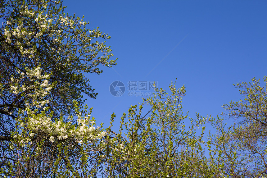 苹果树枝生态花园蓝色花朵季节植物群戒指美丽风化植物学图片