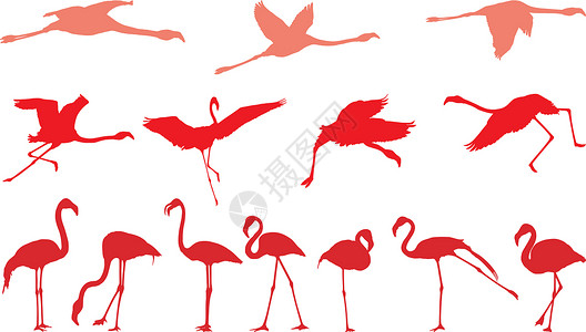 粉红火烈鸟 一组矢量背景图片