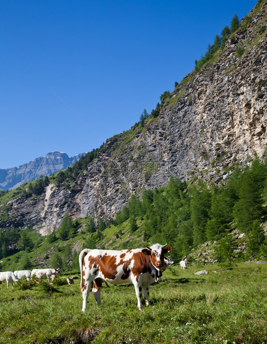 奶牛和意大利阿尔卑斯山岩石山脉风景石头家畜农业草地旅游远足农场图片