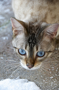 Bengal 猫宠物眼睛家畜蓝色小猫纯种猫毛皮白色背景图片