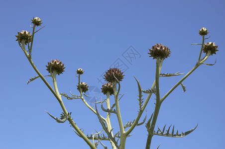 圆心袋绿色花朵植物杂草植物群天空蓝色多刺尖刺菜豆背景图片