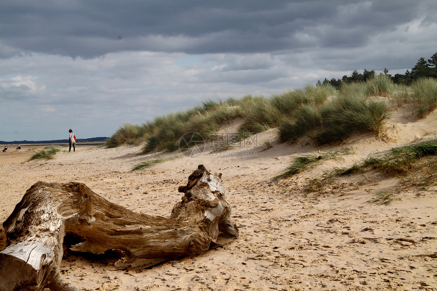 沙滩上的漂流木头植物衰变浮木图片
