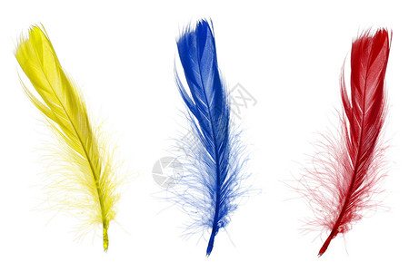 红蓝色和黄黄色羽毛背景图片