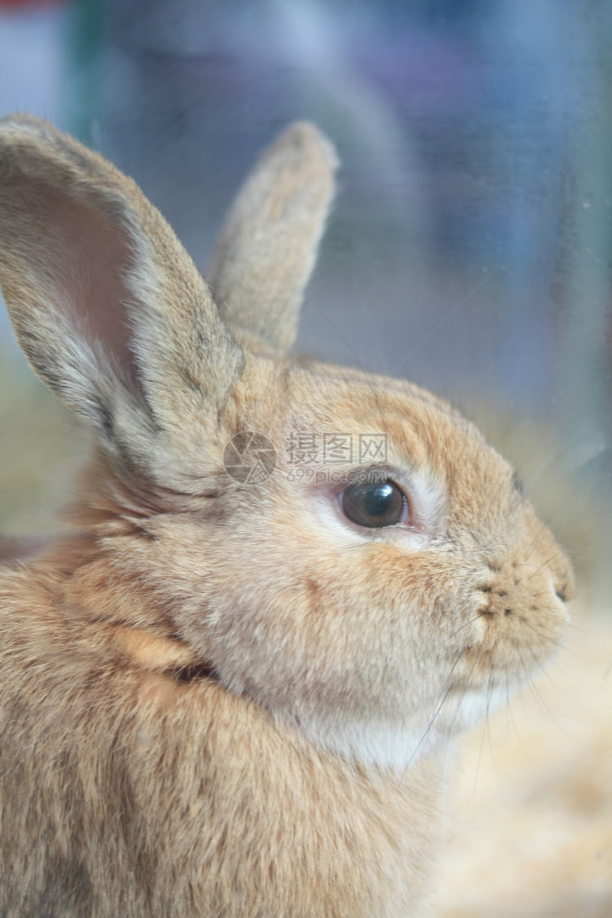 兔子肖像耳朵农场宠物褐色毛皮哺乳动物动物食草图片