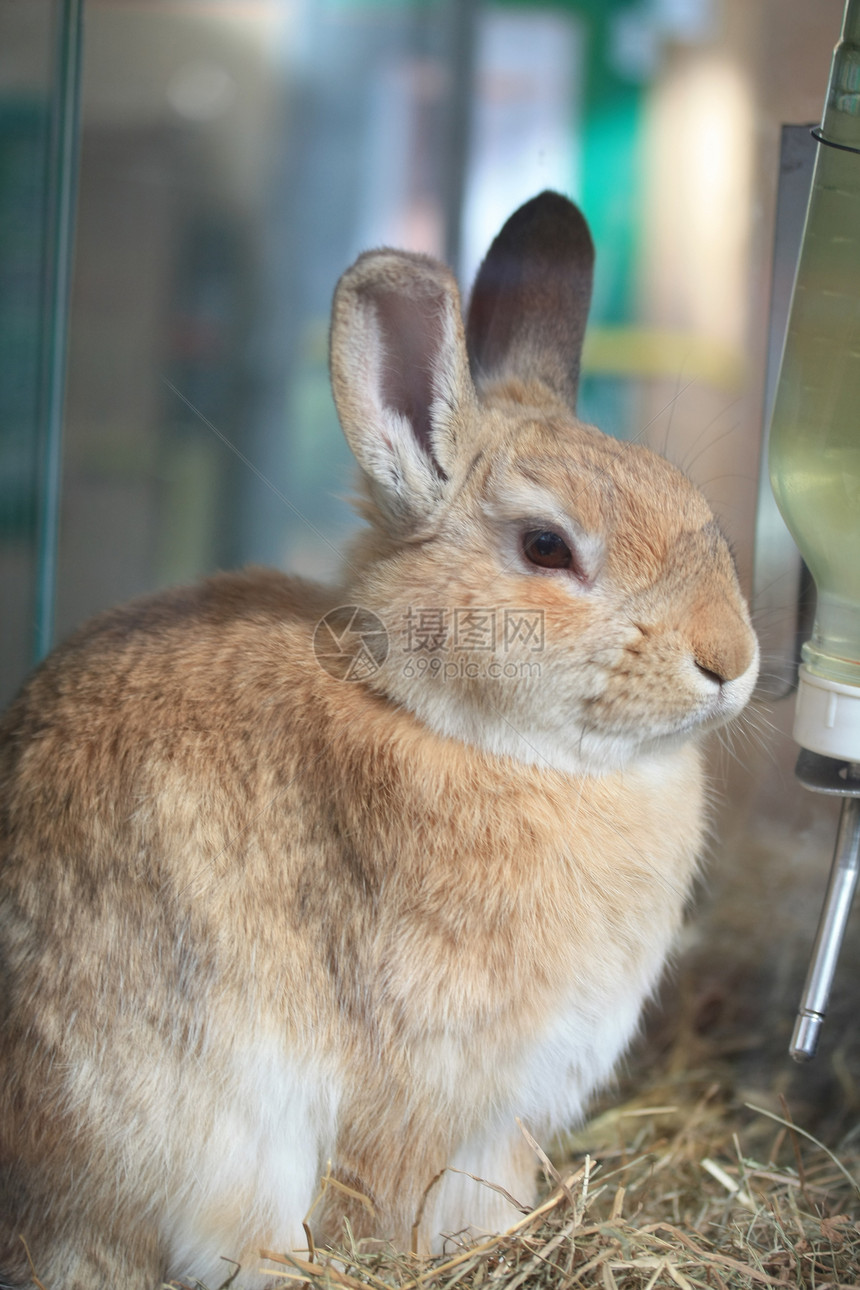 兔子肖像农场食草褐色宠物毛皮哺乳动物耳朵动物图片