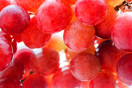葡萄食物白色绿色藤蔓水果红色浆果健康反射季节背景图片