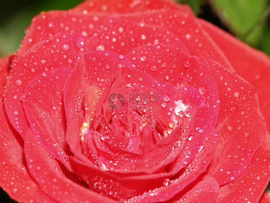 红玫瑰红色宏观花瓣美丽玫瑰植物图片