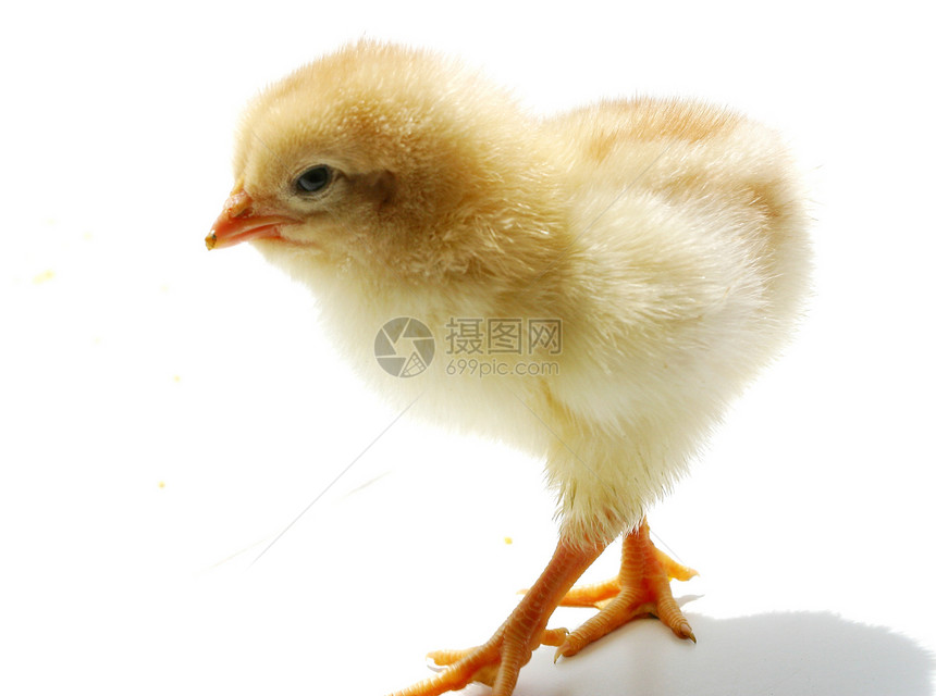 鸡鸟类乐趣婴儿生活色彩黄色问候小鸡图片