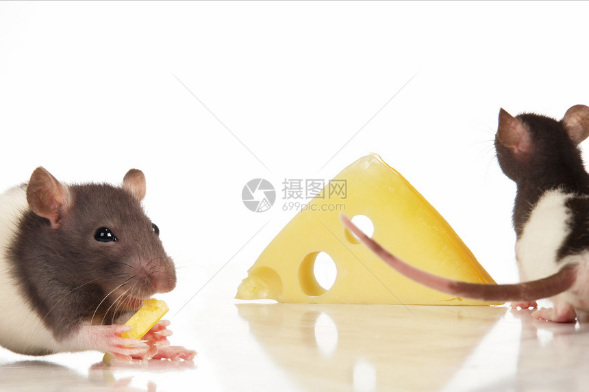 鼠动机食物乐趣毛皮耳朵眼睛奶制品害虫动物尾巴图片