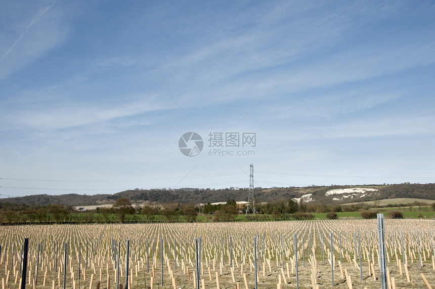 葡萄藤天空国家蓝色葡萄园地区生长场地太阳收成藤蔓图片