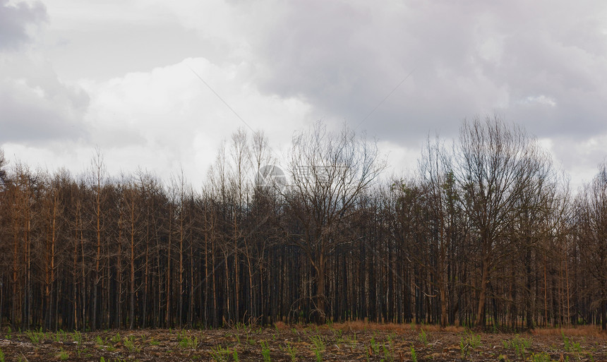 燃烧林黑色火灾灰色森林灾难危险木头图片