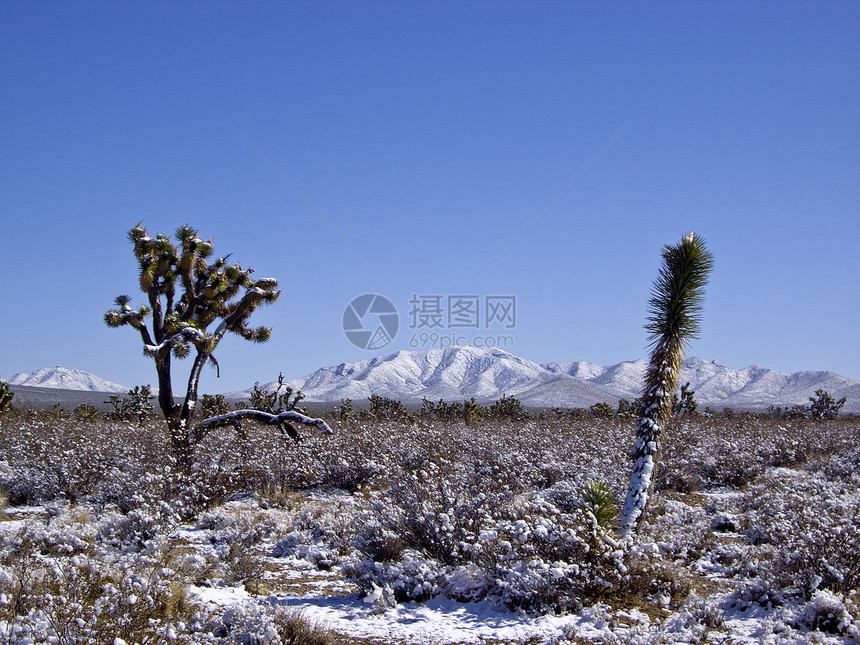 雪中沙漠图片