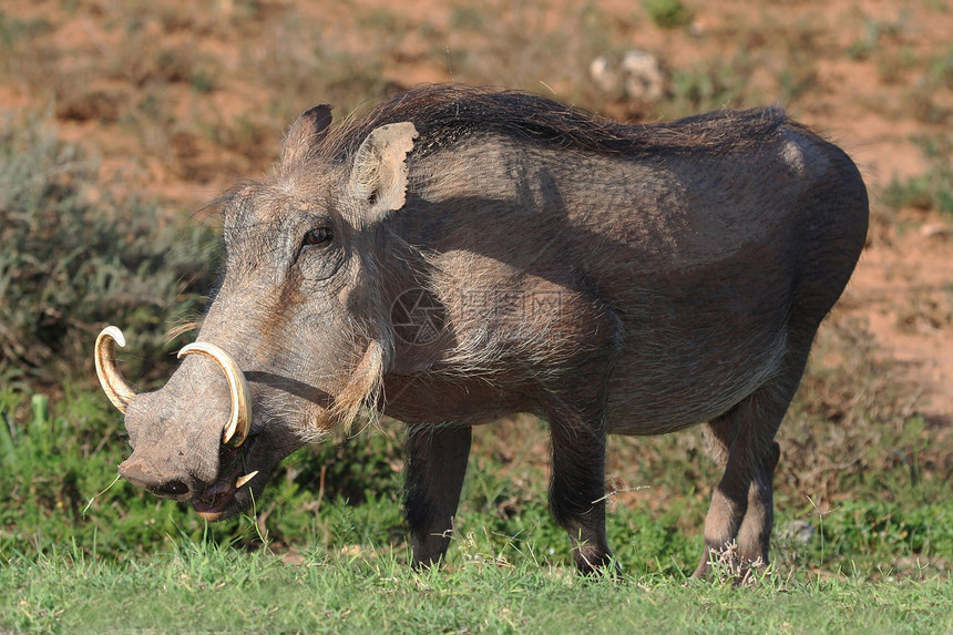 猪哺乳动物假期冒险头发野生动物公猪公园男性国家旅游图片