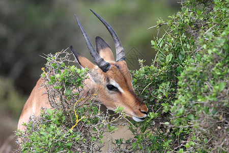 Impala 星座喂养假期旅行森林动物群荒野树叶游戏公园哺乳动物食草图片