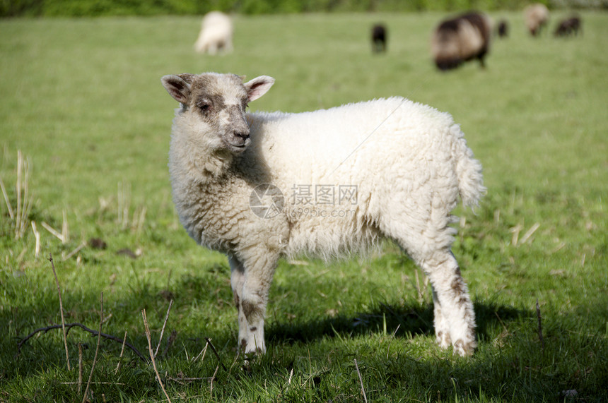 羔羊羊肉家畜乡村哺乳动物羊毛国家后代母羊草地农田图片