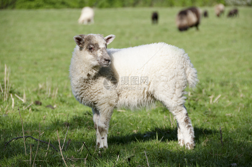 羔羊羊毛农村绿色母羊乡村家畜后代场地农场白色图片