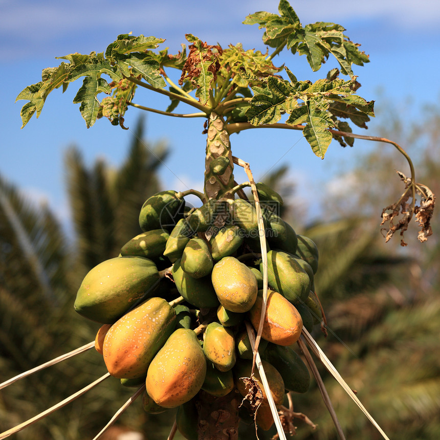木薯树异国荔枝植物水果热带森林橙子情调植物群食物图片
